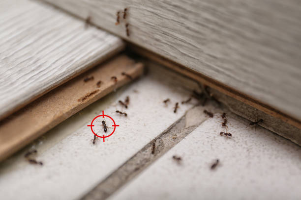 Best Flea Control Services  in Half Moon Bay, CA